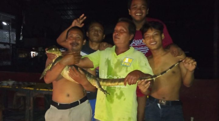 Warga tangkap biawak