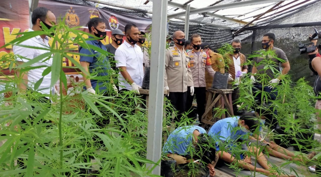 Ladang Ganja