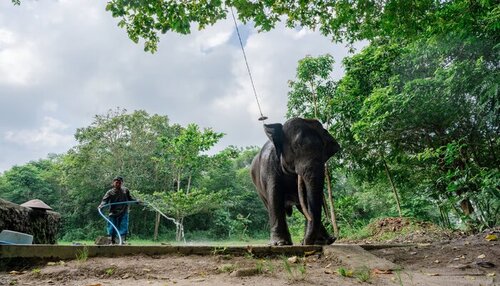 ilustrasi foto gajahlah way kambas, lindungihutan (sumber vritimes.com)