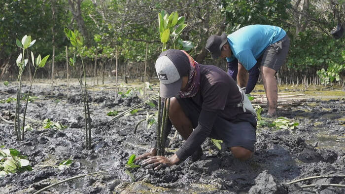 mangrove capital (lindungihutan)