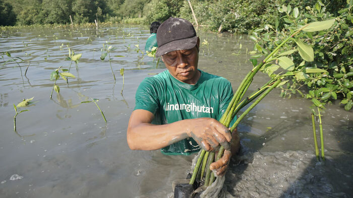 menanam mangrove (sumber lindungihutan) menanam mangrove (sumber lindungihutan)