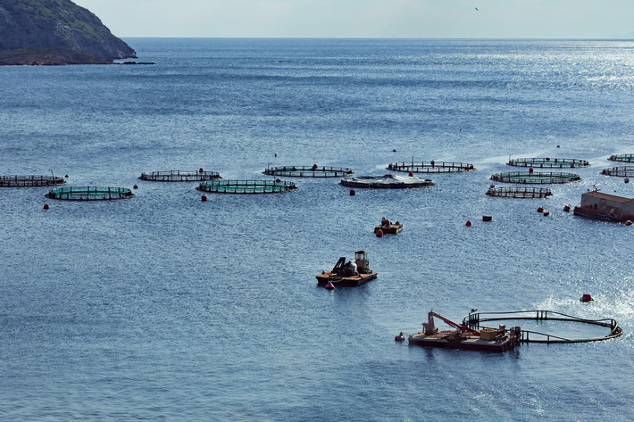 conservation alliance for seafood solutions conservation alliance for seafood solutions