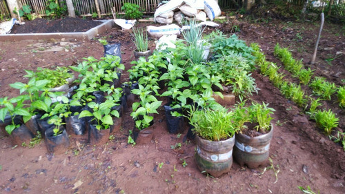 transformasi limbah dengan kebun galon transformasi limbah dengan kebun galon