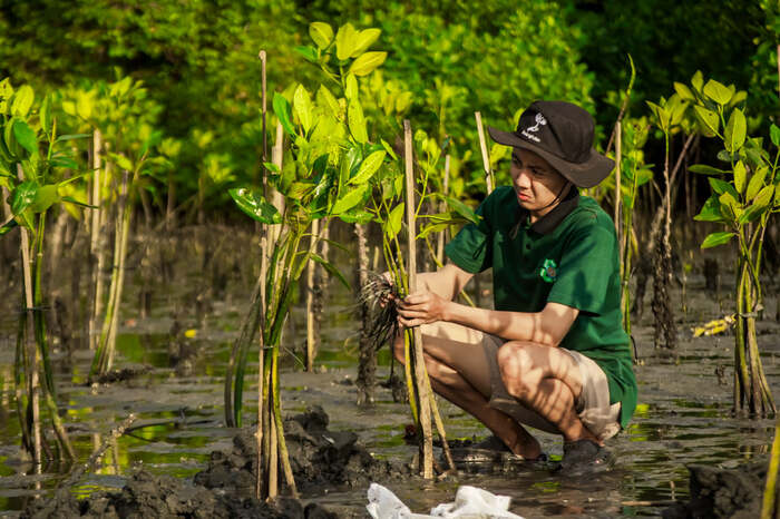usaha konservasi mangrove di teluk benoa oleh lindungihutan dan bendega usaha konservasi mangrove di teluk benoa oleh lindungihutan dan bendega
