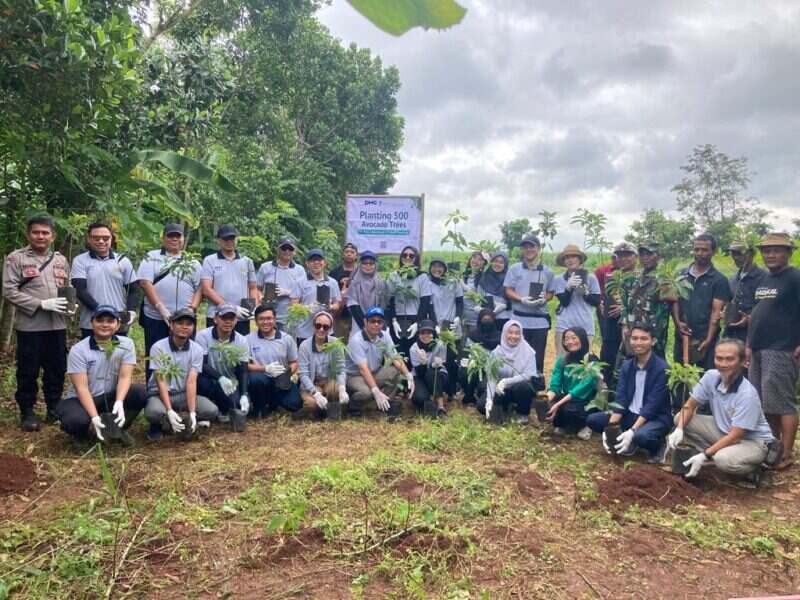 pt phc tanam 500 alpukat
