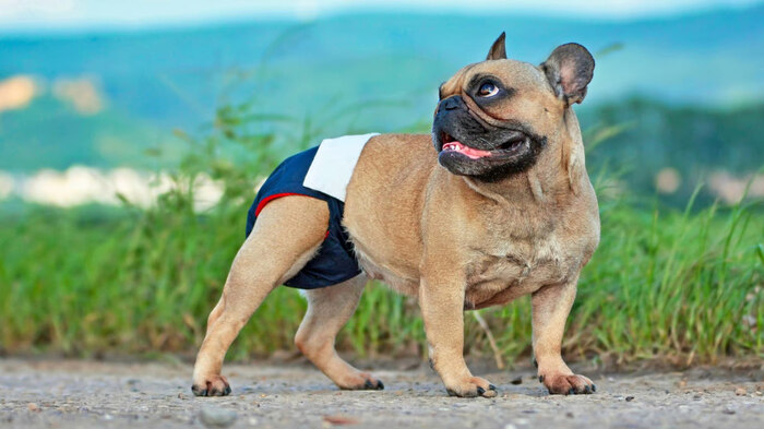 popok anjing