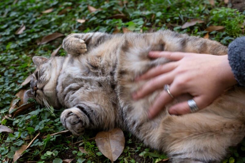 ciri ciri kucing hamil
