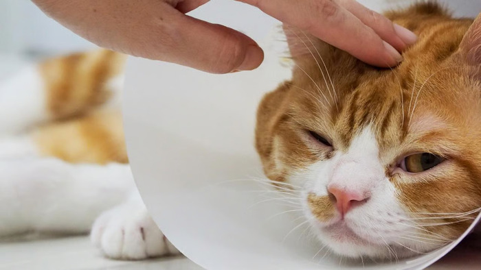 unicharm pet indonesia