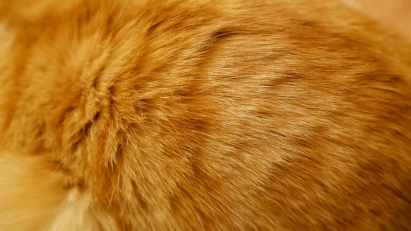 perawatan bulu kucing botak agar tumbuh lebat (1)