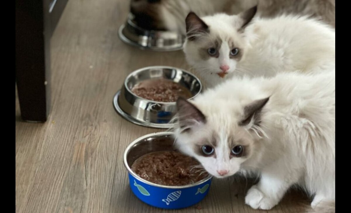 pilihan makanan kucing halal untuk anabul kesayanganmu