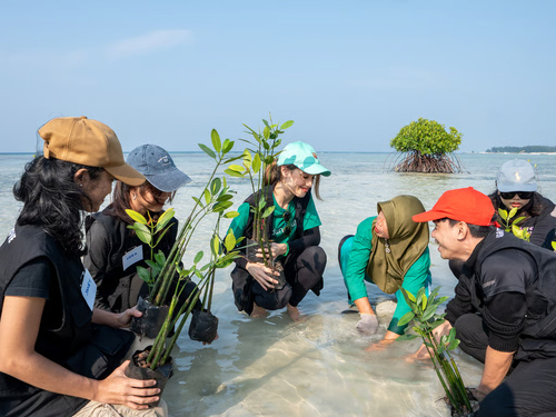 cinta laura dan lindungihutan kolaborasi selamatkan pulau pari lewat penanaman 739 pohon mangrove (2)