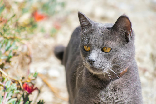 fakta menarik kucing busok ras kucing asli indonesia (1)