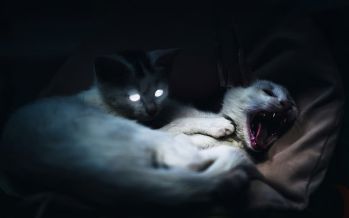 kenali ciri ciri kucing terkena rabies