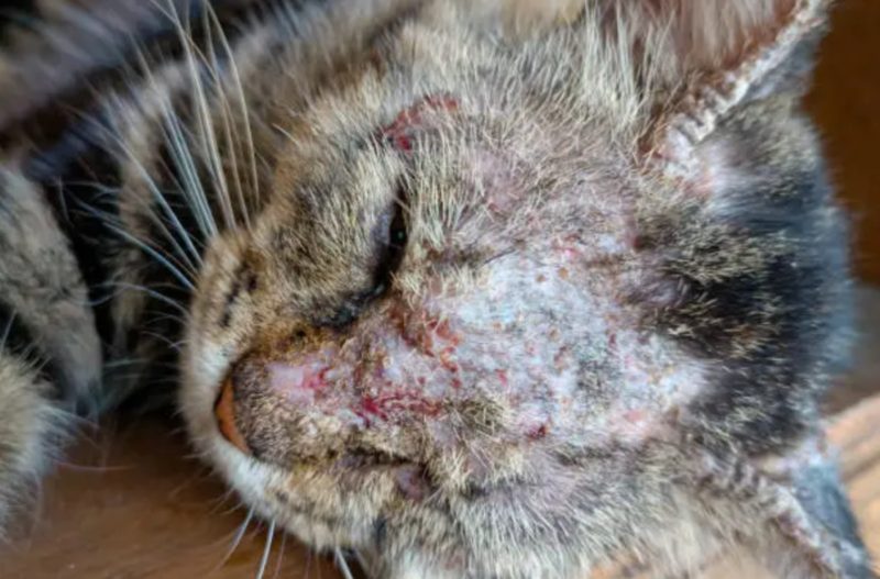 penyebab scabies pada kucing dan solusinya