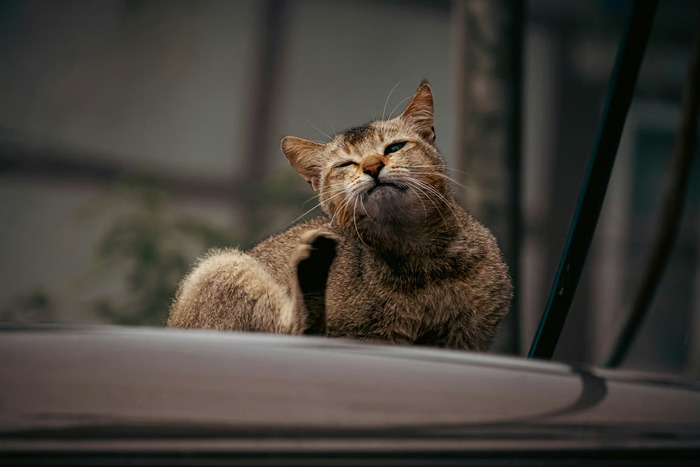 cara mencegah kutu kucing