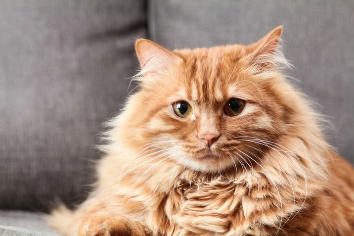 fakta dan mitos sifat kucing oren