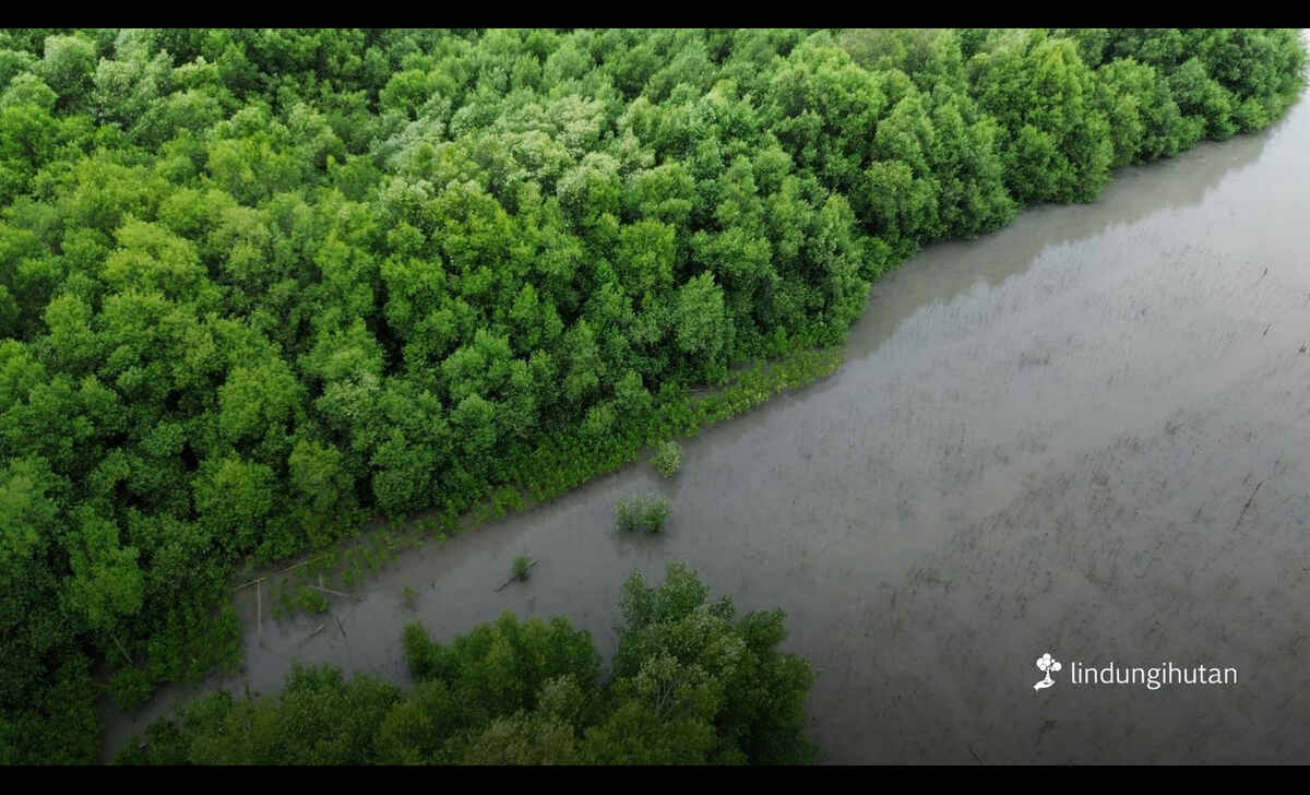 lindungihutan ajak semua pihak tingkatkan aksi karbon nyata di hari nol emisi