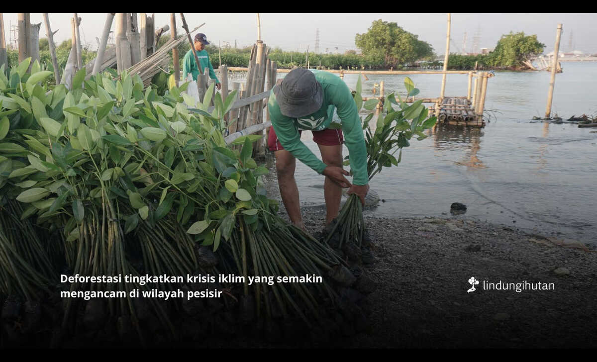 deforestasi indonesia masih meningkat, inisiatif pemulihan hutan mendesak diperkuat