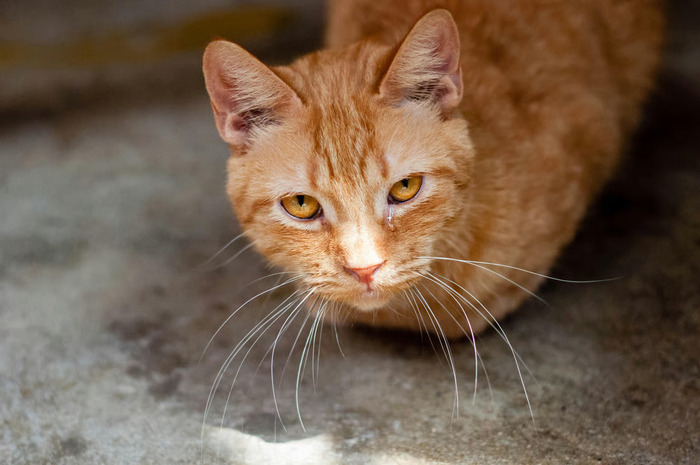 hal yang harus dilakukan saat kucing flu