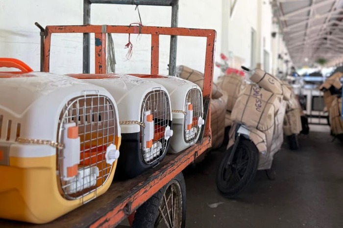 kai logistik catat pengiriman lebih dari 116 ribu hewan peliharaan kai logistik catat pengiriman lebih dari 116 ribu hewan peliharaan