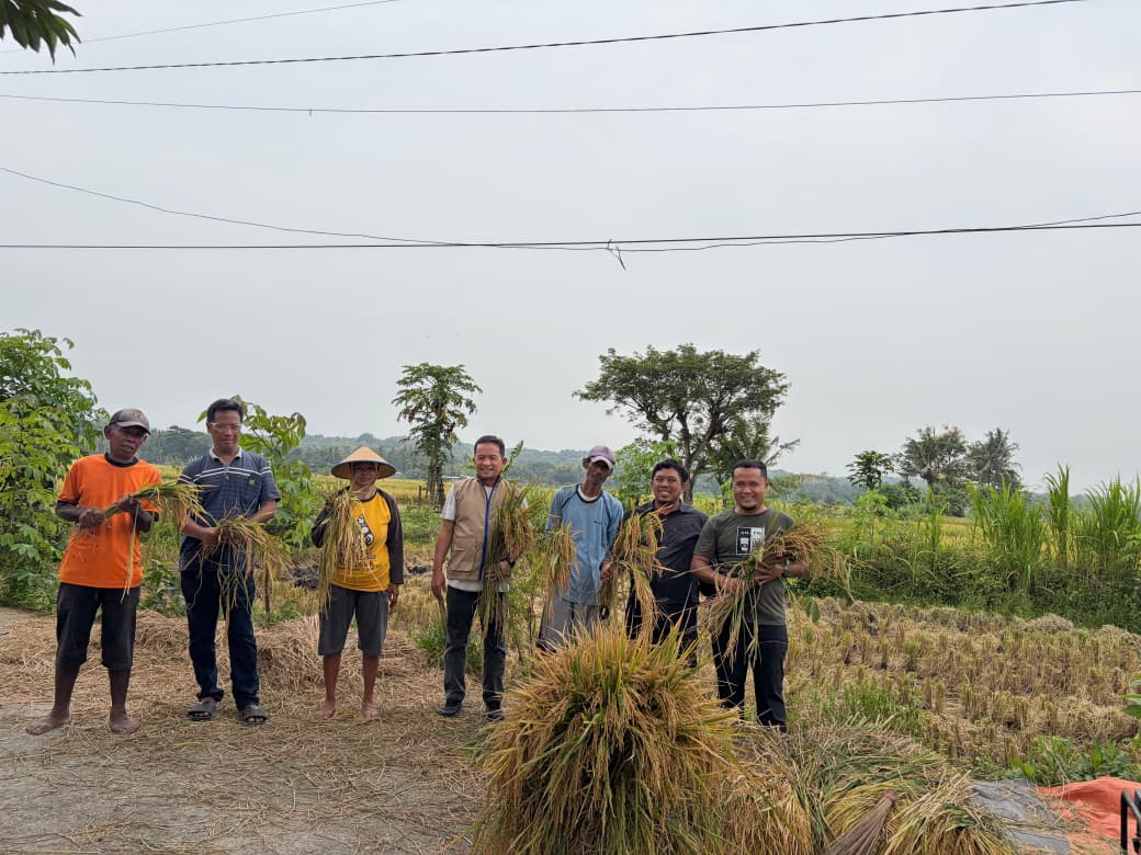 harga gabah diy harga gabah diy