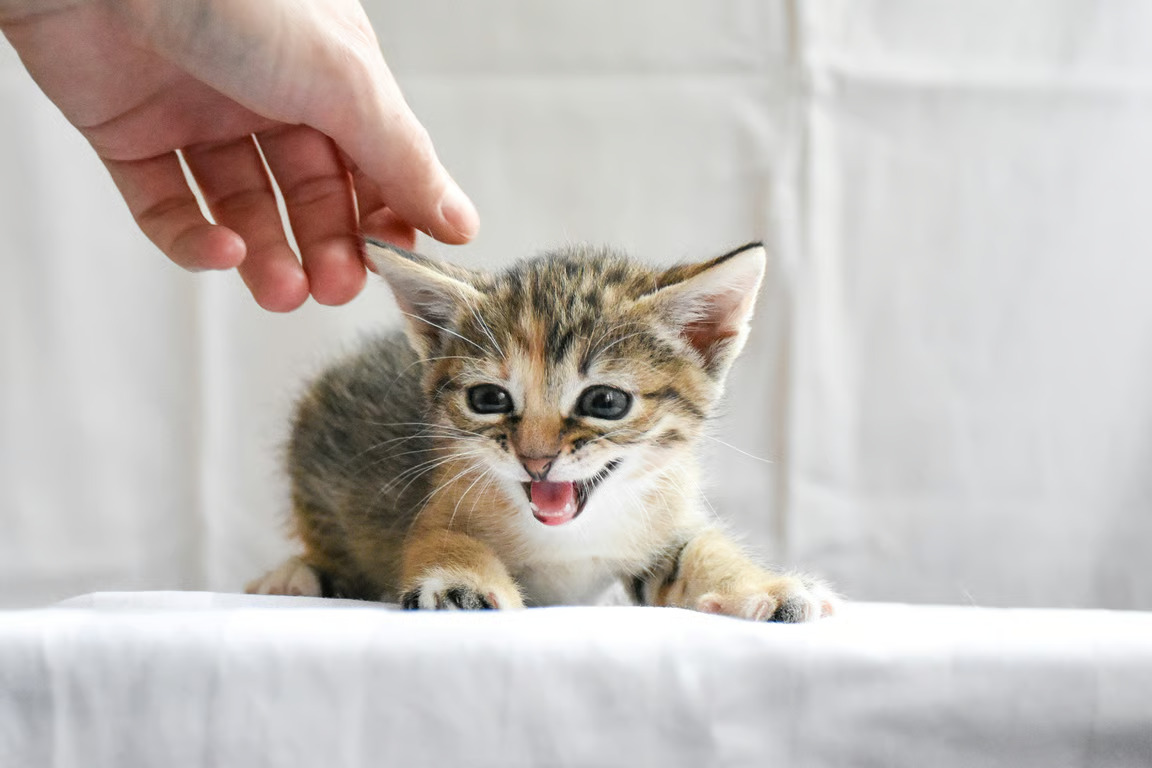 panduan dan rekomendasi makanan basah untuk anak kucing