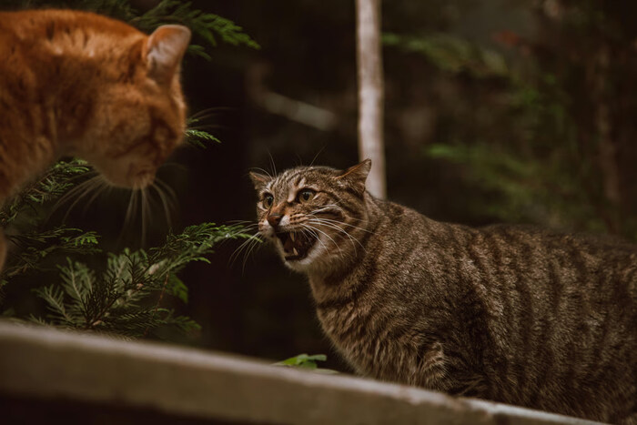 tips menangani kucing berantem di rumah