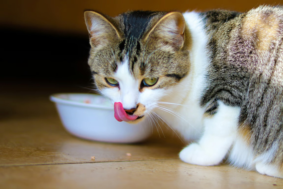 wet food kucing