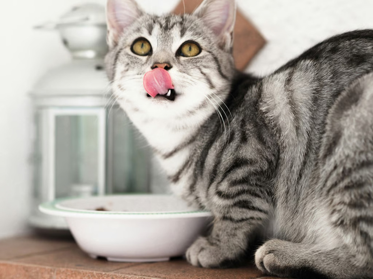 berikut ini porsi wet food harian untuk kucing (1)