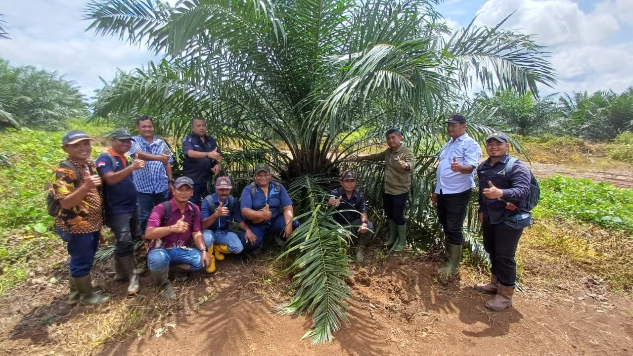 holding perkebunan nusantara melalui ptpn iv
