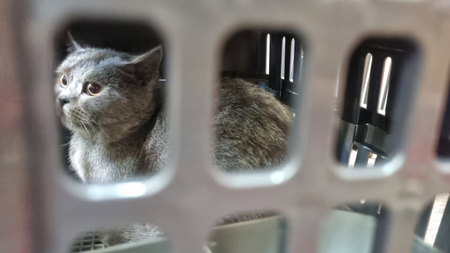 memasuki arus mudik lebaran, pengiriman hewan peliharaan via kai logistik meningkat (1)