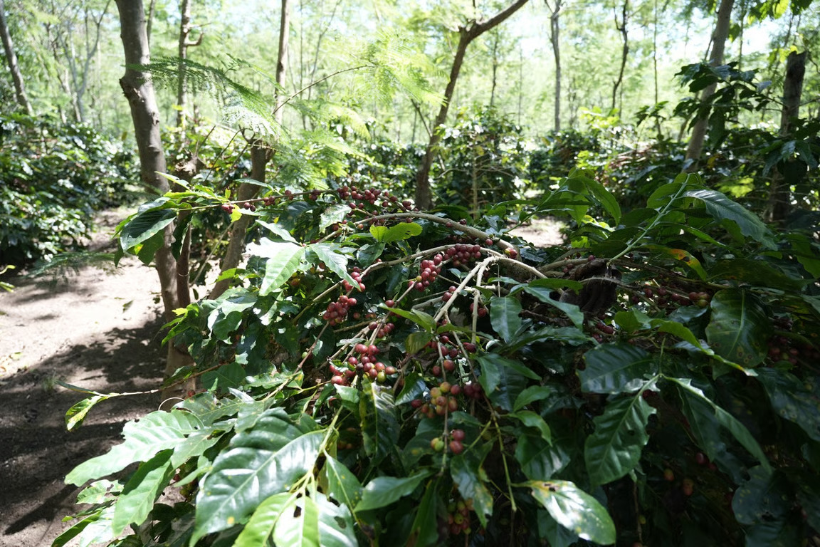 holding perkebunan nusantara dorong kinerja kopi palmco tetap solid