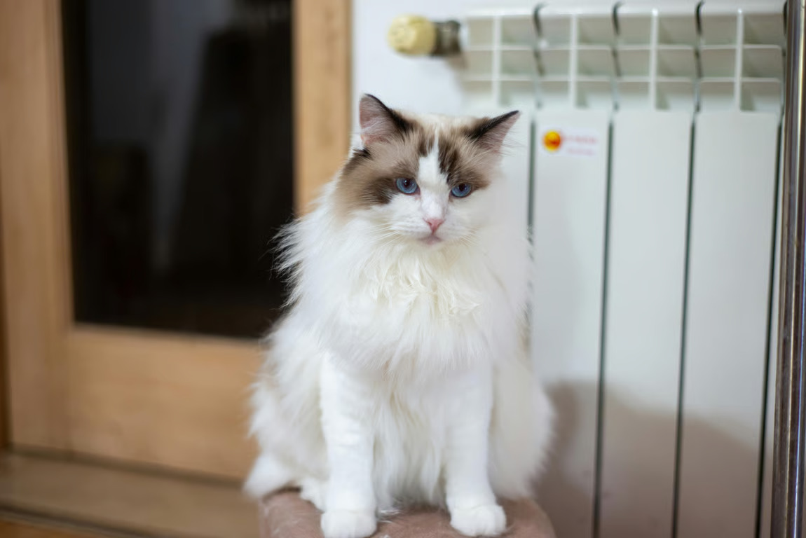 mengenal ragdoll cat dan pemeliharaan bulunya
