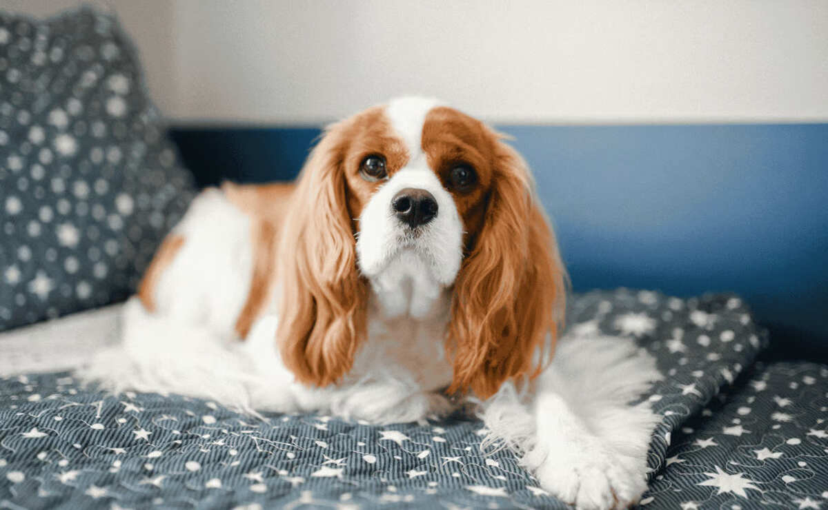 kenapa cavalier king charles spaniel jadi salah satu doggy favorit pecinta hewa