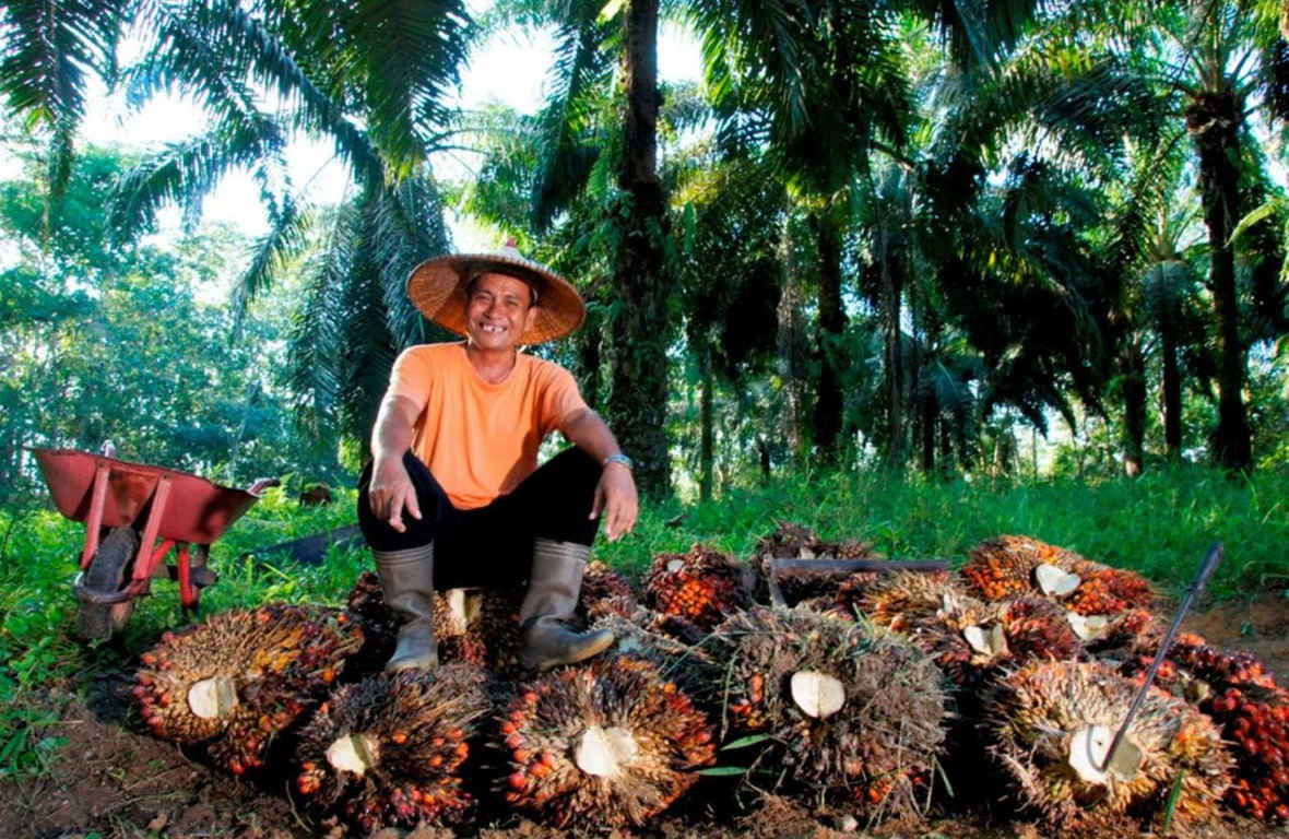 holding perkebunan nusantara konsisten serap tbs petani
