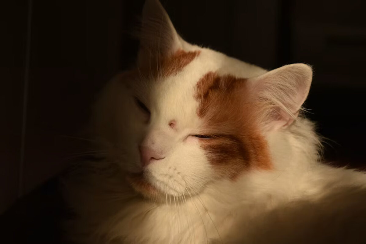 jangan salah pilih, ini ciri ciri kucing anggora asli yang perlu diketahui
