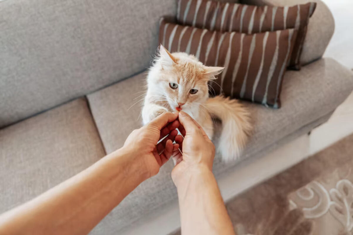 memilih makanan kucing yang tepat untuk mendukung kesehatan pencernaan