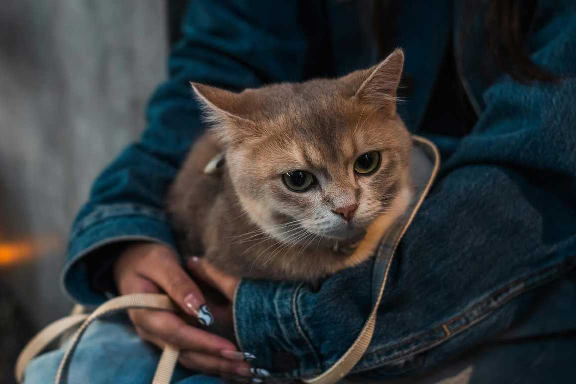 usia kucing dalam umur manusia