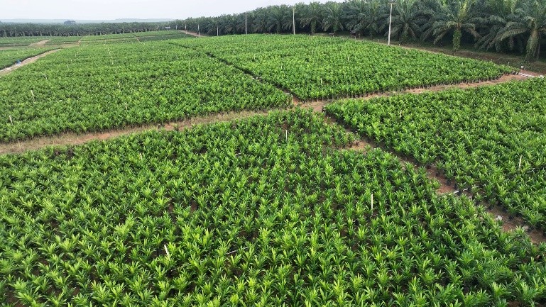 holding perkebunan nusantara melalui ptpn iv palmco akselerasi peremajaan sawit petani di riau perkuat implementasi program b50 holding perkebunan nusantara melalui ptpn iv palmco akselerasi peremajaan sawit petani di riau perkuat implementasi program b50