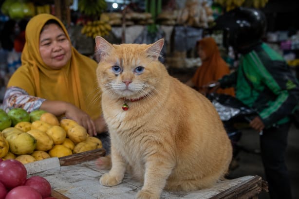 jeki