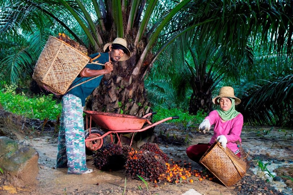 peringati hari krida pertanian, holding perkebunan nusantara melalui ptpn iv palmco serap 1,34 juta ton tbs petani peringati hari krida pertanian, holding perkebunan nusantara melalui ptpn iv palmco serap 1,34 juta ton tbs petani