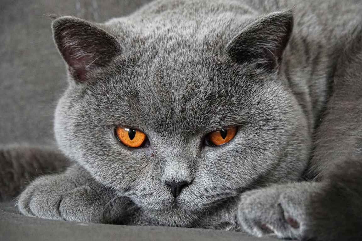 ras kucing abu abu