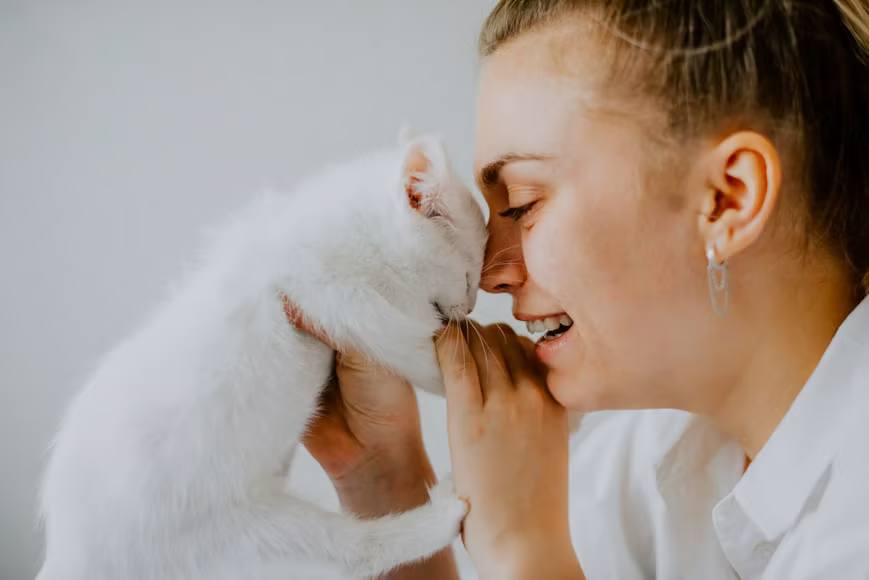 penyebab dan cara mengatasi kucing menangis penyebab dan cara mengatasi kucing menangis