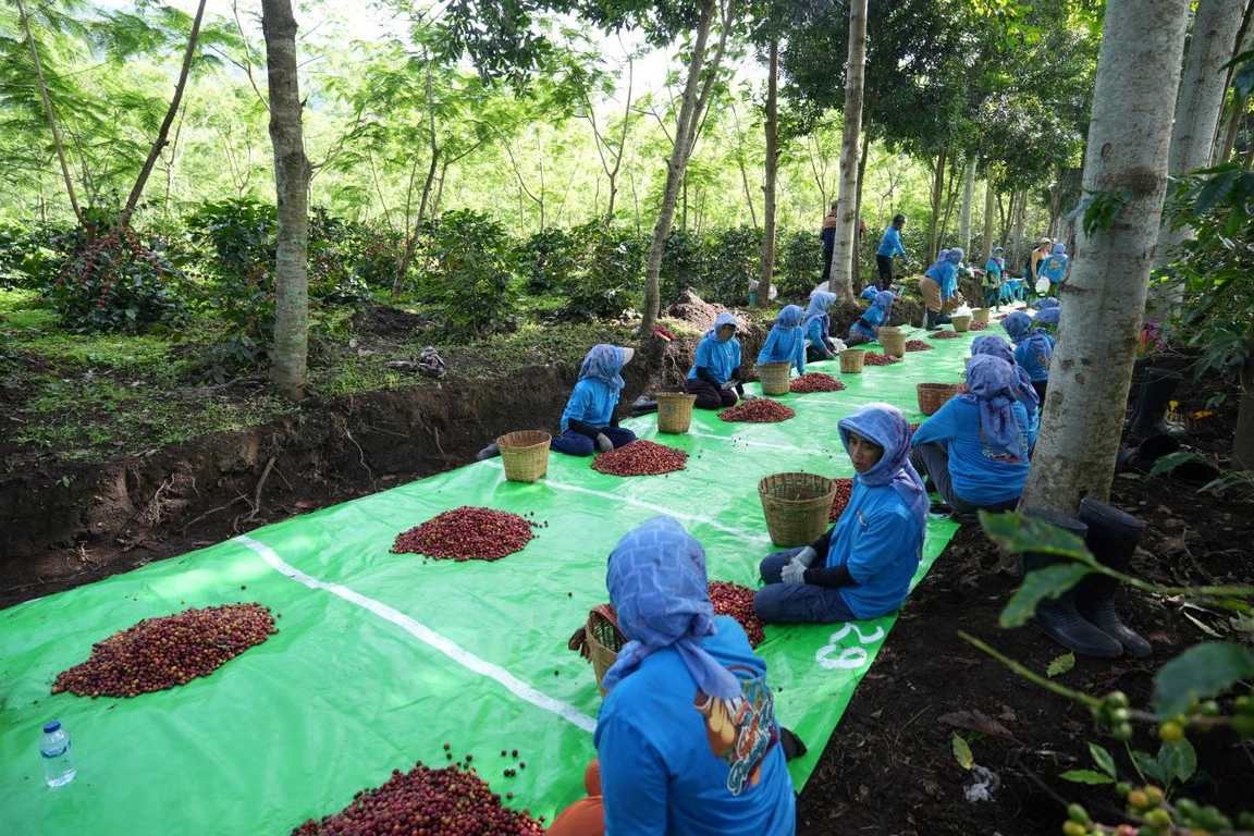 produksi kopi ptpn iv palmco melonjak 225 persen produksi kopi ptpn iv palmco melonjak 225 persen