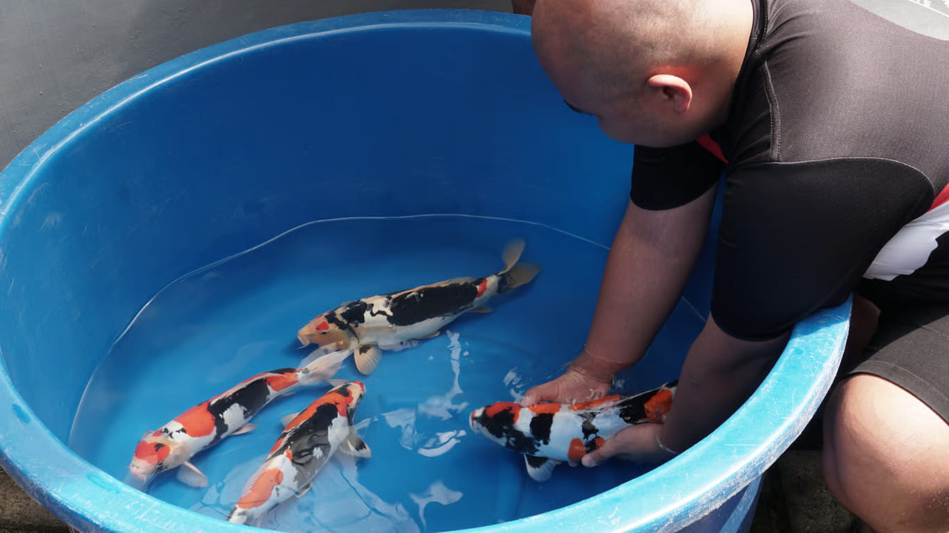 breeder doitsu showa terbesar ke 2 di dunia breeder doitsu showa terbesar ke 2 di dunia