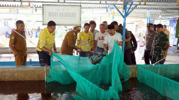 sinergi pemda halmahera utara dan nhm peduli dorong kemandirian pangan melalui sukses budidaya bioflok bumdes sadaka farm