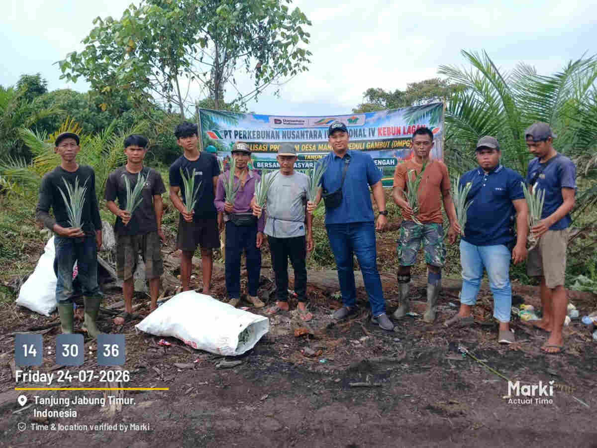 tingkatkan pendapatan warga, ptpn iv palmco, subholding ptpn iii (persero) salurkan ribuan bibit nanas untuk dua desa di jambi