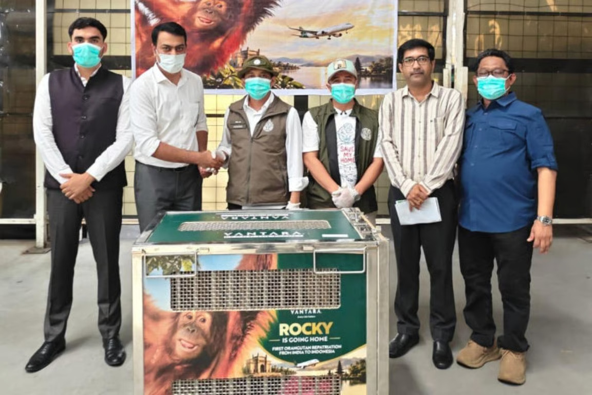 bayi orangutan yang diselamatkan di india dipulangkan ke indonesia, lima lainnya menyusul