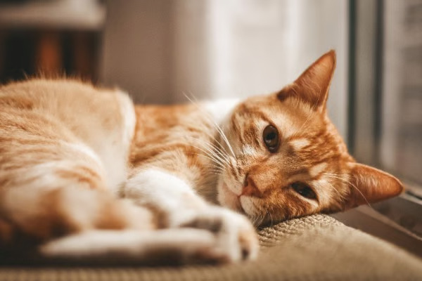ringworm pada kucing, penyebab gejala dan cara mengatasinya