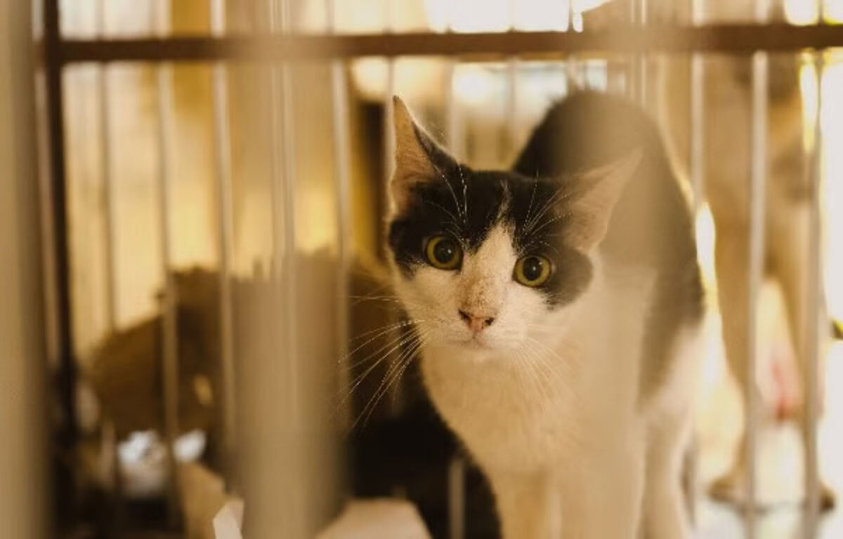unicharm pet indonesia